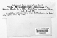 Alysidium resinae var. resinae image